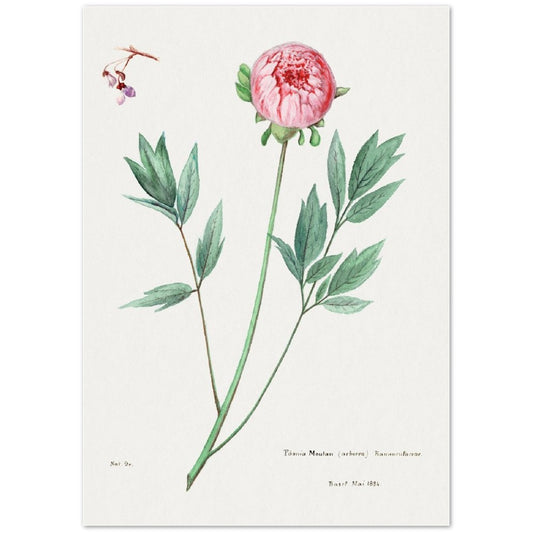 Moutan Peony from Familie Der Cacteen