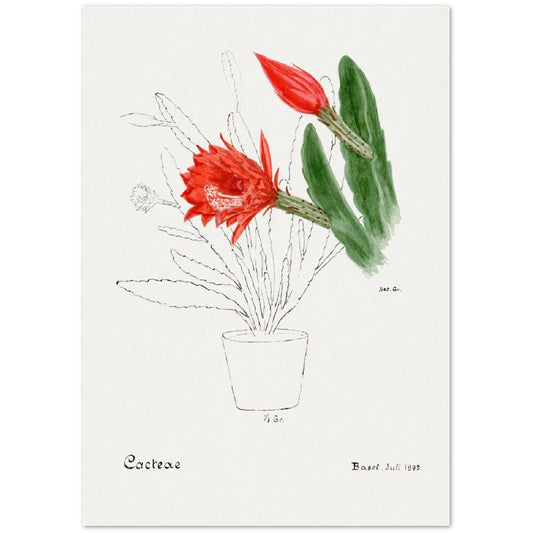 Orchid Cactus from Familie Der Cacteen