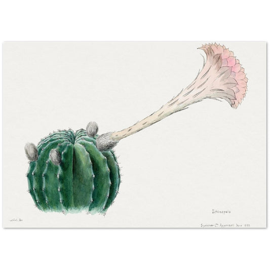 Easter Lily Cactus from Familie Der Cacteen