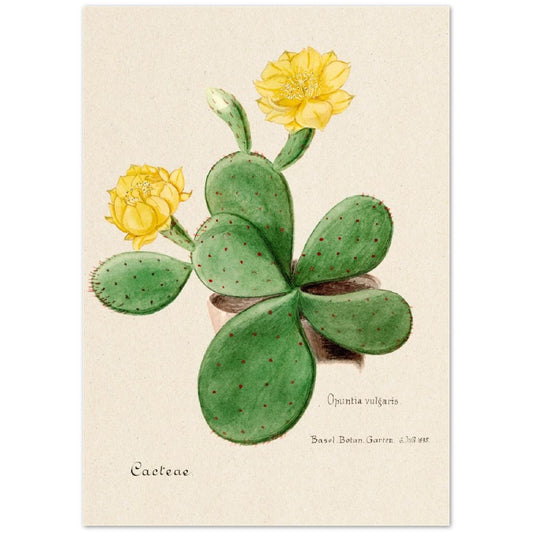 Eastern Prickly Pear Cactus from Familie Der Cacteen