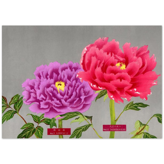 The Picture Book Of Peonies - Pink & Purple Peonies