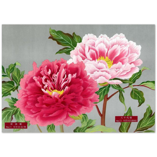 The Picture Book Of Peonies - Pink Peonies