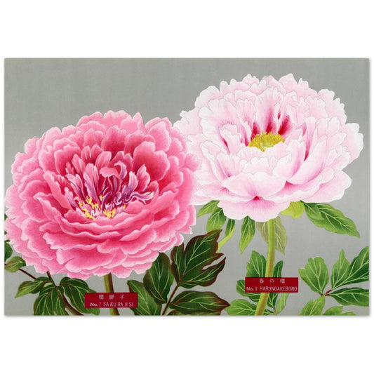 The Picture Book Of Peonies - Pink Peonies