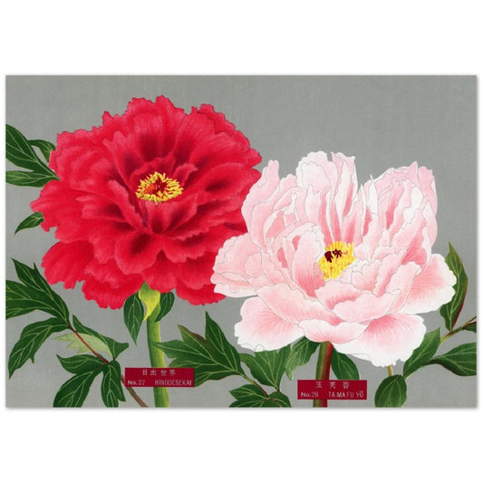 The Picture Book Of Peonies - Pink & Red Peonies