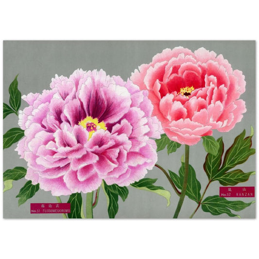 The Picture Book Of Peonies - Pink & Purple