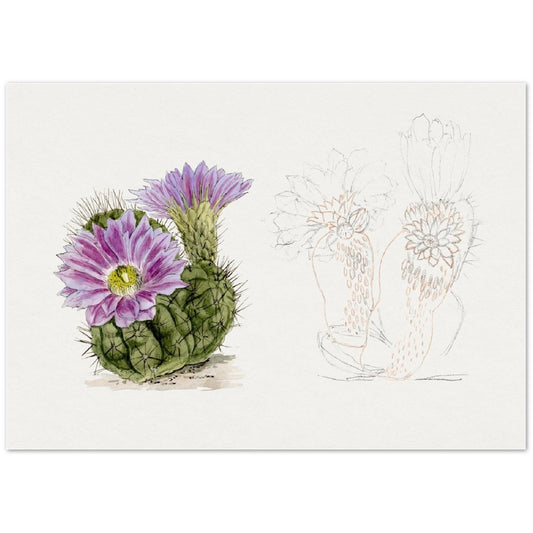 Purple Cactus from Familie Der Cacteen