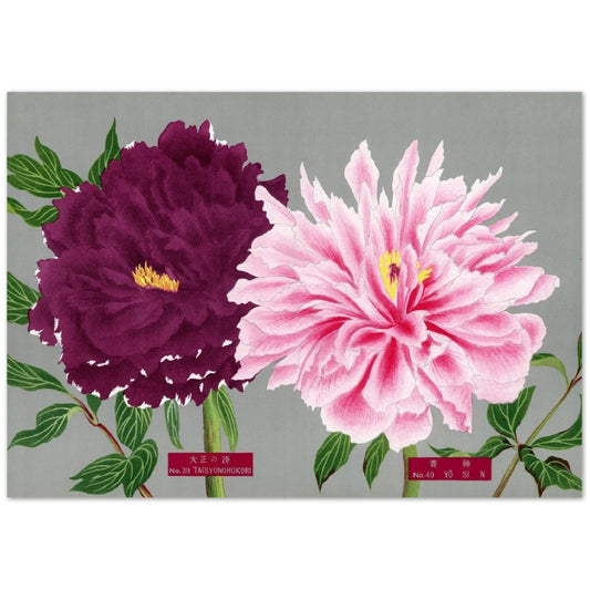 The Picture Book Of Peonies - Pink & Fuchsia