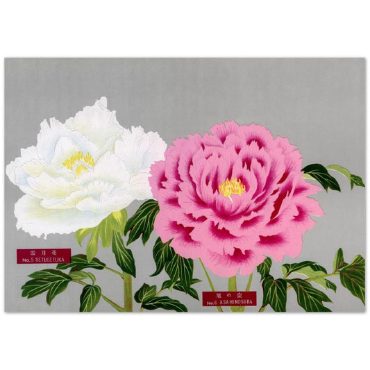 The Picture Book Of Peonies - Pink & White Peonies